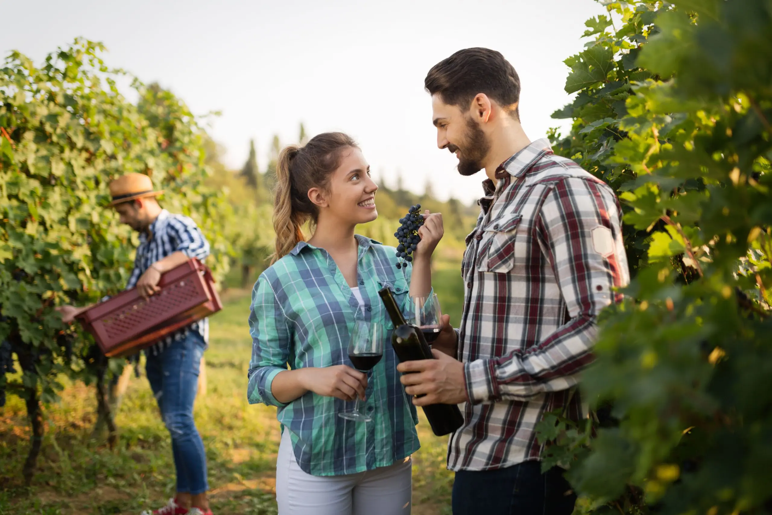 Couple in love working at winemaker vineyard
