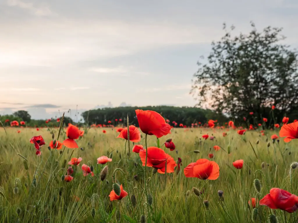 Ein Bild eines Mohnblumenfeldes in schönem Abiente